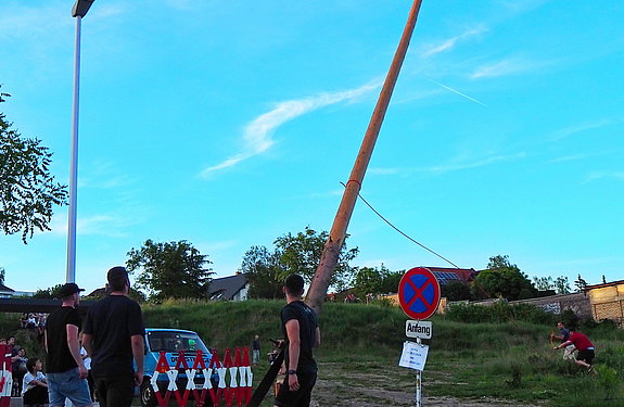 Maibaum 2024 gefällt
