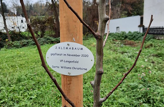 Zweiter Klimaschutzbaum für Lengenfeld