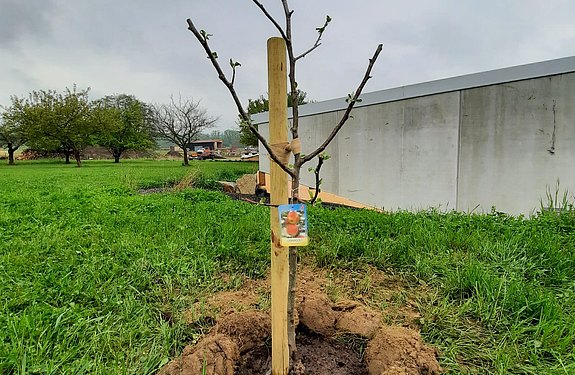 Fünfter Klimaschutzbaum