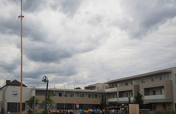Maibaum 2022 gefällt